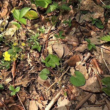 Potentilla toyamensis unspecified picture