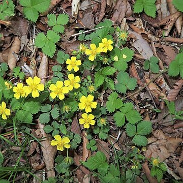 Potentilla rosulifera unspecified picture