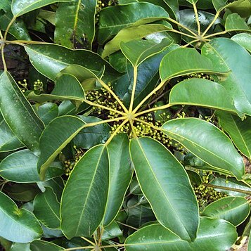 Schefflera wallichiana unspecified picture