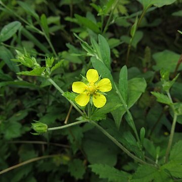 Potentilla cryptotaeniae unspecified picture