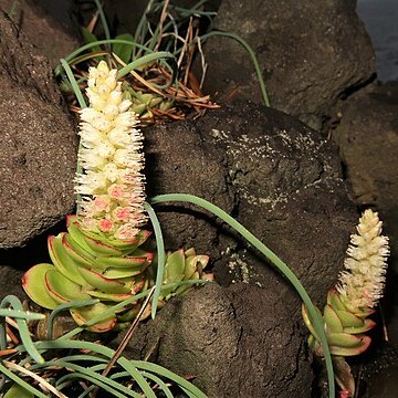 Orostachys malacophylla var. aggregata unspecified picture