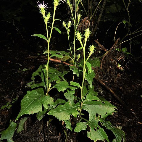 Saussurea sinuatoides unspecified picture