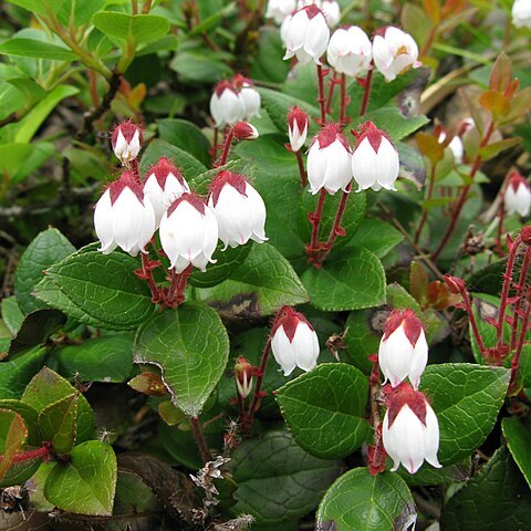 Gaultheria adenothrix unspecified picture