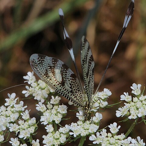 Daucus aureus unspecified picture