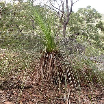 Xanthorrhoea resinosa unspecified picture