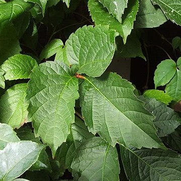 Parthenocissus semicordata unspecified picture