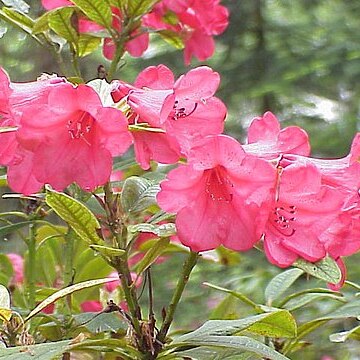 Rhododendron forrestii unspecified picture