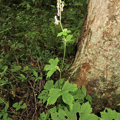 Aconitum pterocaule unspecified picture