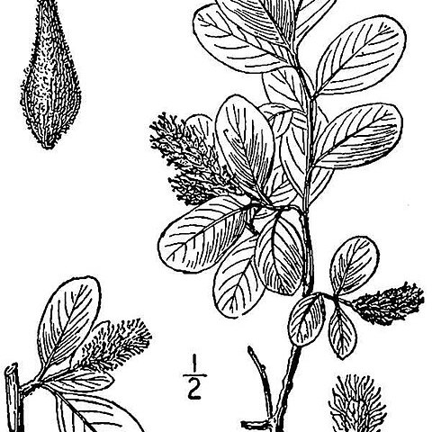 Salix waghornei unspecified picture