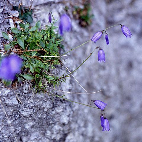 Campanula caespitosa unspecified picture