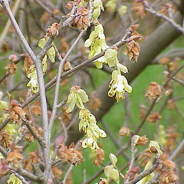 Corylopsis unspecified picture