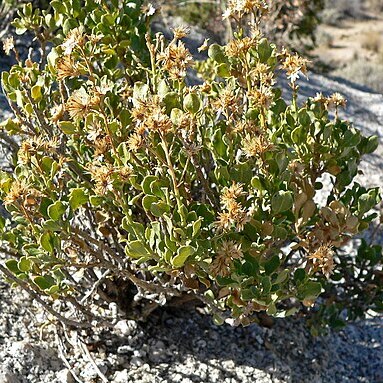 Ericameria cuneata unspecified picture