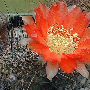 Echinopsis haematantha unspecified picture