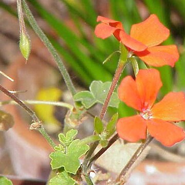 Pelargonium tongaense unspecified picture