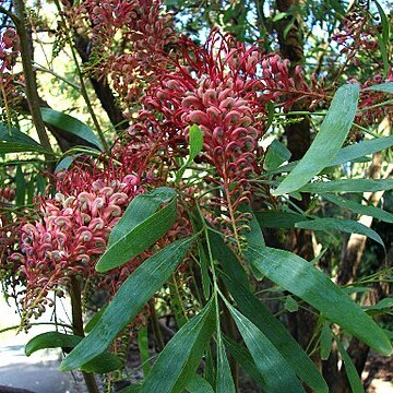 Grevillea heliosperma unspecified picture