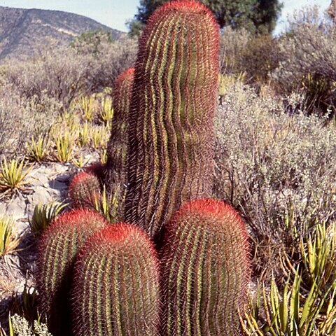 Cactaceae unspecified picture