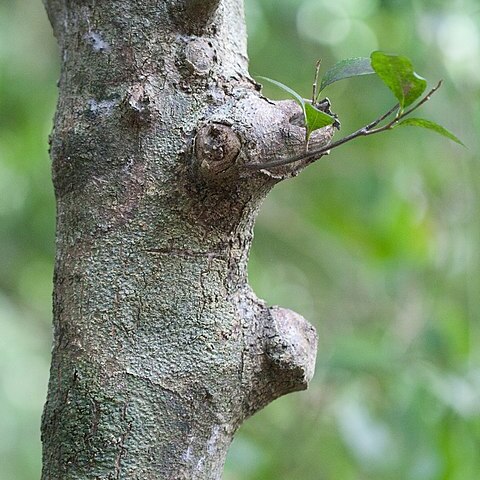 Planchonella howeana unspecified picture