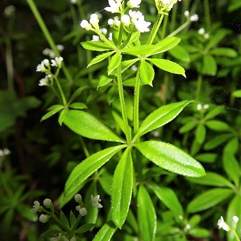 Galium trifloriforme unspecified picture