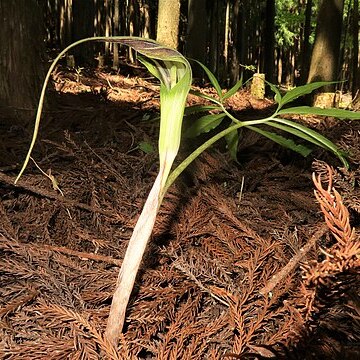 Arisaema cucullatum unspecified picture