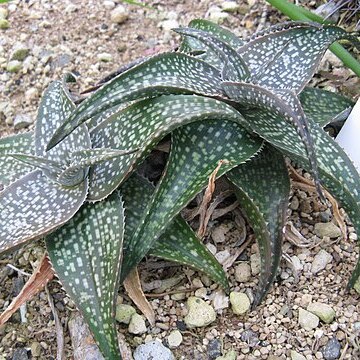 Aloe deltoideodonta unspecified picture