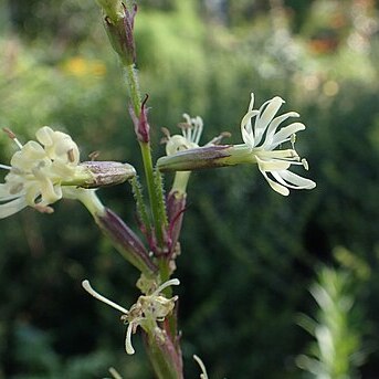 Silene tatarica unspecified picture