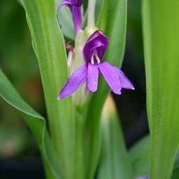 Roscoea tibetica unspecified picture