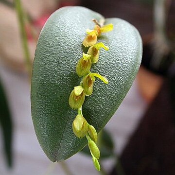 Acianthera macropoda unspecified picture