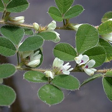 Lespedeza pilosa unspecified picture