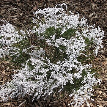 Conospermum stoechadis unspecified picture