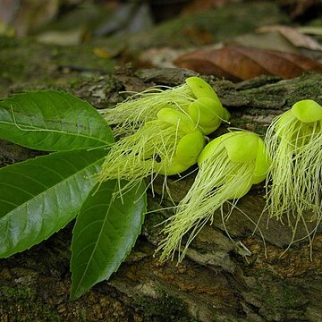 Caryocar costaricense unspecified picture