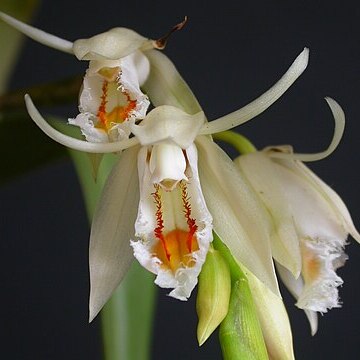 Coelogyne calcicola unspecified picture