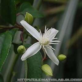 Clematis meyeniana unspecified picture