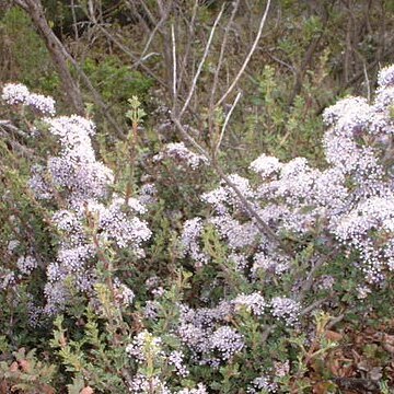 Ceanothus sonomensis unspecified picture