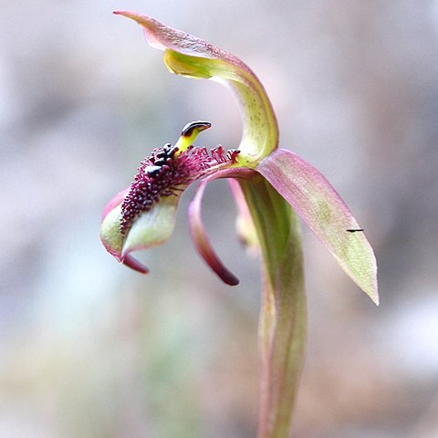 Chiloglottis reflexa unspecified picture