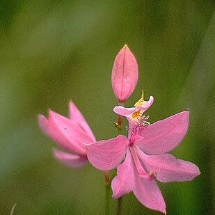 Calopogon unspecified picture