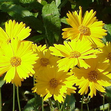 Coreopsis pubescens unspecified picture