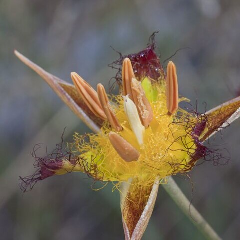 Calochortus obispoensis unspecified picture