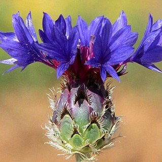 Centaurea depressa unspecified picture