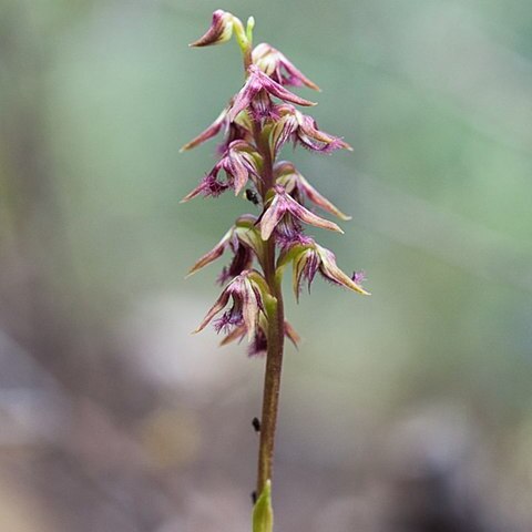 Genoplesium ectopum unspecified picture