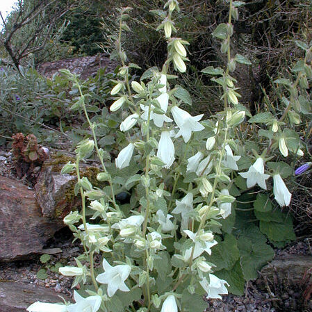 Campanula dolomitica unspecified picture