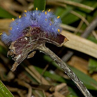 Cyanotis arachnoidea unspecified picture