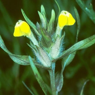 Castilleja campestris unspecified picture