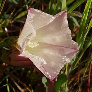 Calystegia purpurata unspecified picture