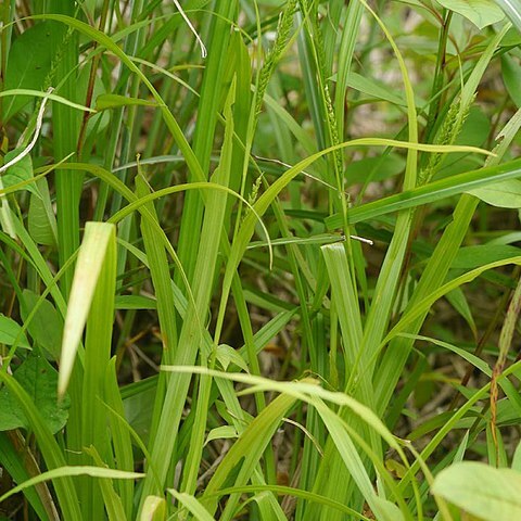 Carex ischnostachya unspecified picture