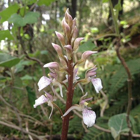 Corallorhiza macrantha unspecified picture