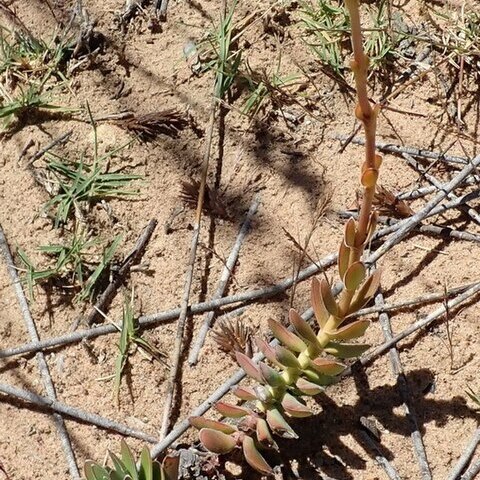 Crassula ciliata unspecified picture