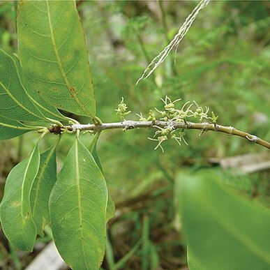 Coprosma temetiuensis unspecified picture