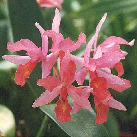 Guarianthe x laelioides unspecified picture