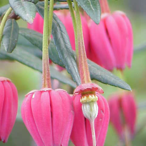 Crinodendron hookerianum unspecified picture