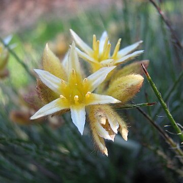 Conostylis setigera unspecified picture